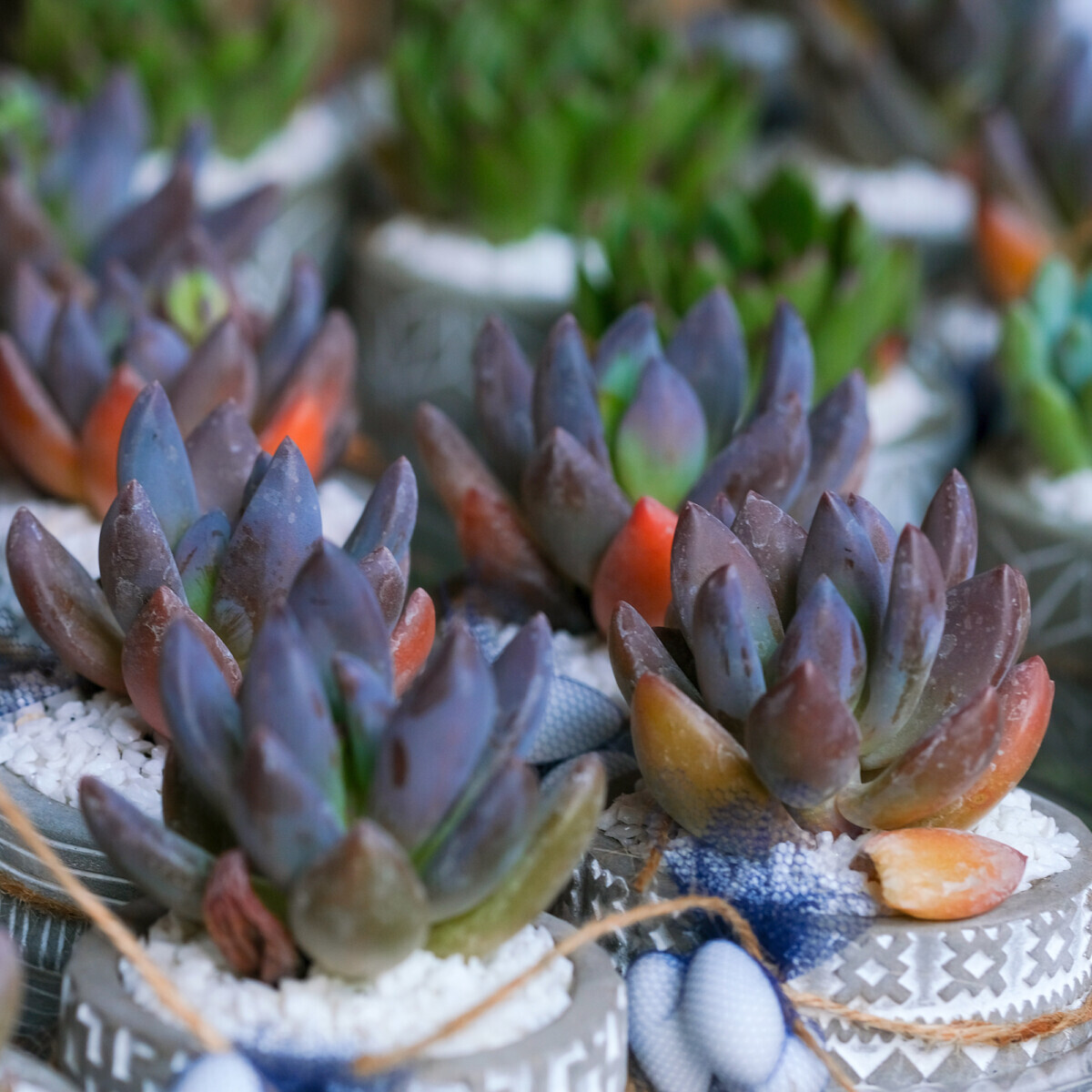 Succulents Bonbonniere Wedding Greece